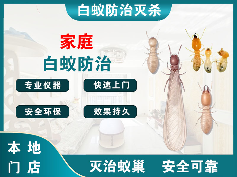 金山家庭白蚁防治