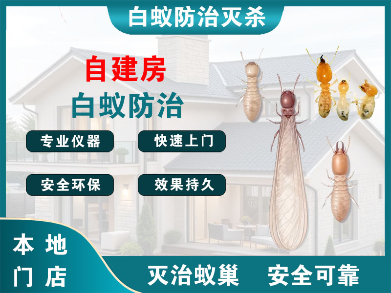 金山自建房白蚁防治